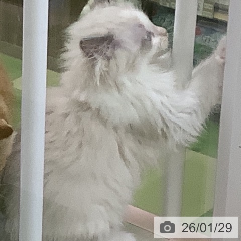 山梨県のラグドール (ペットプラス 甲府昭和店/2025年11月14日生まれ/女の子/ブルーポイントバイカラー)の子猫の3枚目の画像