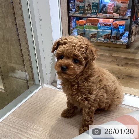 埼玉県のトイプードル(トイ) (ペットプラス 八潮店/2025年11月28日生まれ/男の子/レッド)の子犬の3枚目の画像