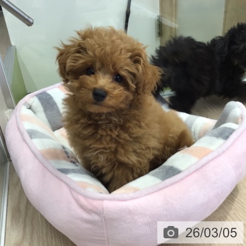 埼玉県のトイプードル(トイ) (ペットプラス 八潮店/2025年11月28日生まれ/男の子/レッド)の子犬の3枚目の画像