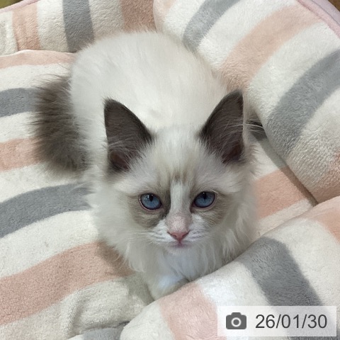 鳥取県のラグドール (ペッツワン 日吉津店/2025年11月20日生まれ/女の子/ブルーポイントバイカラー)の子猫の4枚目の画像