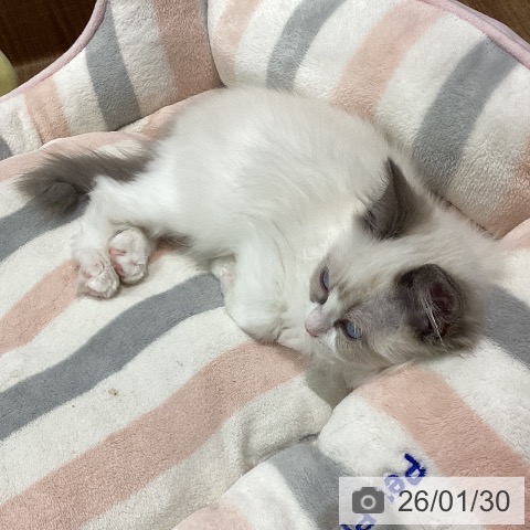 鳥取県のラグドール (ペッツワン 日吉津店/2025年11月20日生まれ/女の子/ブルーポイントバイカラー)の子猫の3枚目の画像