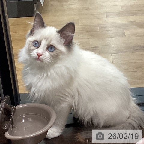 鳥取県のラグドール (ペッツワン 日吉津店/2025年11月20日生まれ/女の子/ブルーポイントバイカラー)の子猫の4枚目の画像