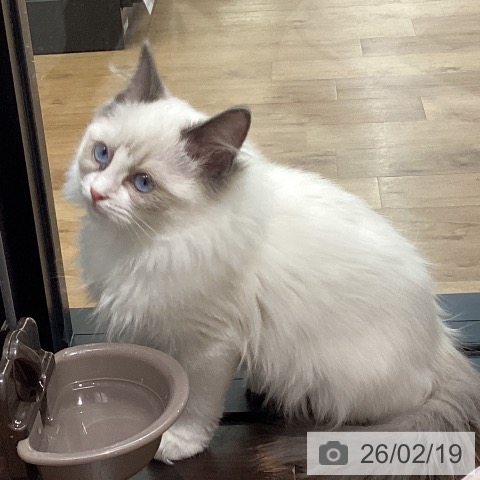 鳥取県のラグドール (ペッツワン 日吉津店/2025年11月20日生まれ/女の子/ブルーポイントバイカラー)の子猫の3枚目の画像