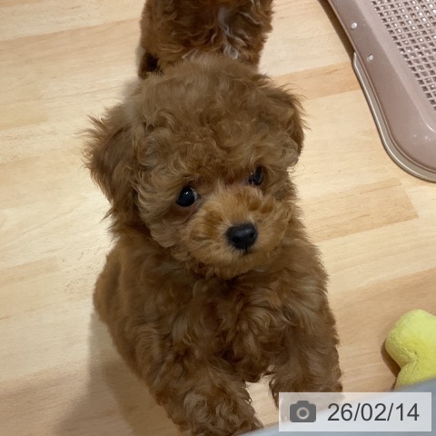 埼玉県のトイプードル(トイ) (ペットプラス 与野店/2025年11月28日生まれ/男の子/レッド)の子犬の3枚目の画像