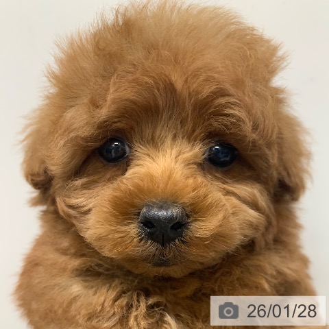 千葉県のトイプードル(トイ) (ペットプラス 幕張新都心店/2025年11月28日生まれ/女の子/レッド)の子犬の3枚目の画像