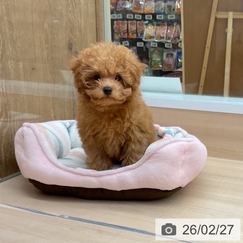 埼玉県のトイプードル(トイ) (ペッツワン 浦和美園店/2025年11月28日生まれ/女の子/アプリコット)の子犬の4枚目の画像