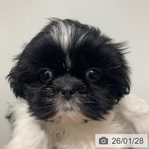千葉県のシーズー (ペットプラス 幕張新都心店/2025年11月28日生まれ/女の子/ホワイトブラック)の子犬の3枚目の画像