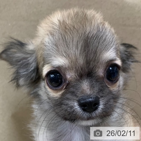 千葉県のチワワ(ロング) (ペットプラス 幕張新都心店/2025年11月28日生まれ/男の子/レッドホワイト)の子犬の3枚目の画像