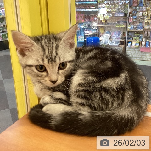 岡山県のアメリカンショートヘアー (ペットプラス 岡山店/2025年11月21日生まれ/男の子/シルバータビー)の子猫の3枚目の画像