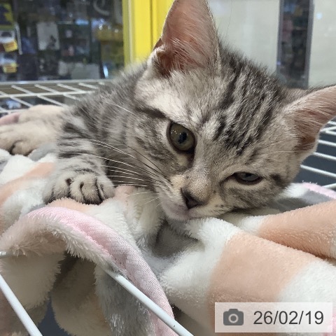 アメリカンショートヘアの写真