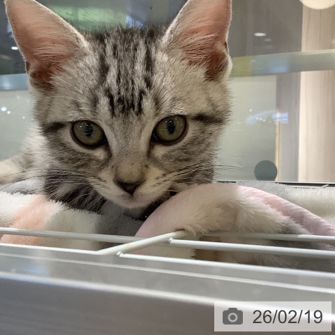 アメリカンショートヘアの写真