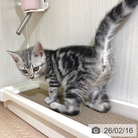 東京都のアメリカンショートヘアー (ペットプラス 板橋店/2025年11月21日生まれ/女の子/シルバータビー)の子猫の4枚目の画像