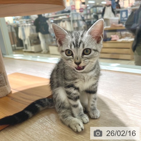 東京都のアメリカンショートヘアー (ペットプラス 板橋店/2025年11月21日生まれ/女の子/シルバータビー)の子猫の3枚目の画像