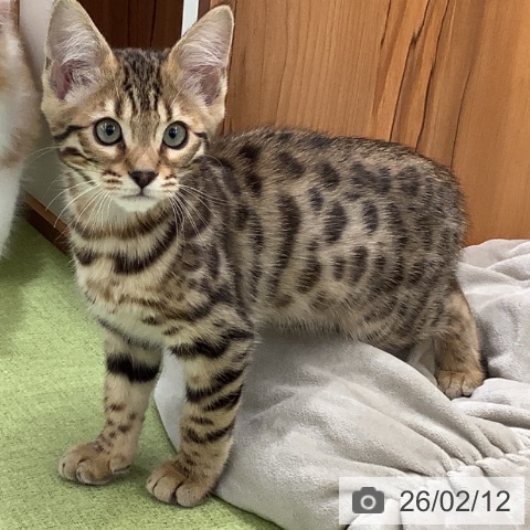 埼玉県のベンガル (ペットプラス 川口店/2025年11月21日生まれ/男の子/ブラウンスポットタビー)の子猫の3枚目の画像