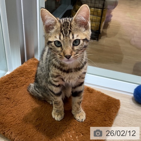 神奈川県のベンガル (ペットプラス 天王町店/2025年11月21日生まれ/男の子/ブラウンスポットタビー)の子猫の3枚目の画像