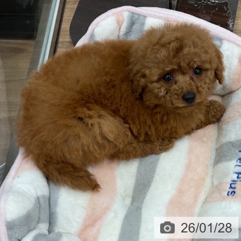 茨城県のトイプードル(トイ) (ペッツワン 古河店/2025年11月28日生まれ/女の子/レッド)の子犬の4枚目の画像