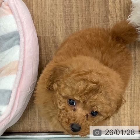 茨城県のトイプードル(トイ) (ペッツワン 古河店/2025年11月28日生まれ/女の子/レッド)の子犬の3枚目の画像
