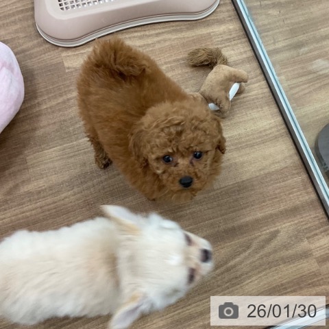 茨城県のトイプードル(トイ) (ペッツワン 古河店/2025年11月28日生まれ/女の子/レッド)の子犬の3枚目の画像