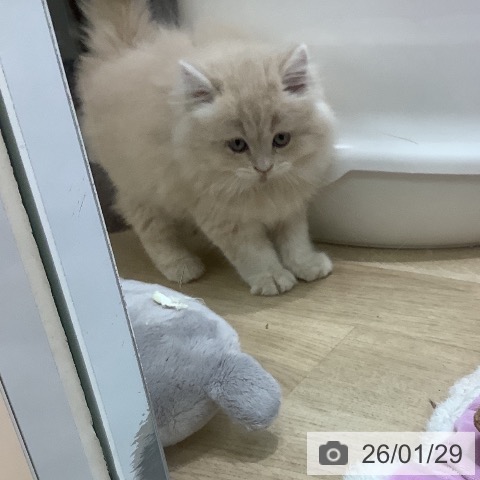 埼玉県のラガマフィン (ペットプラス ららぽーと新三郷店/2025年11月21日生まれ/男の子/クリームタビー)の子猫の3枚目の画像