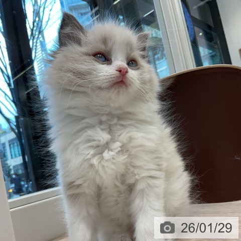神奈川県のラグドール (ペットプラス 武蔵小杉店/2025年11月28日生まれ/男の子/ブルーポイントバイカラー)の子猫の4枚目の画像