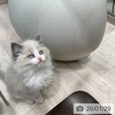 神奈川県のラグドール (ペットプラス 武蔵小杉店/2025年11月28日生まれ/男の子/ブルーポイントバイカラー)の子猫の3枚目の画像