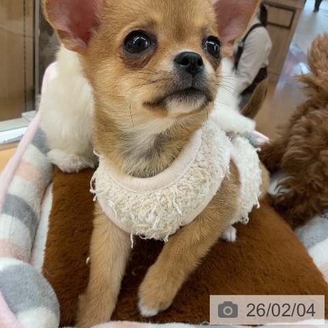 埼玉県のチワワ(ロング) (ペットプラス 浦和美園店/2025年11月27日生まれ/女の子/レッドホワイト)の子犬の4枚目の画像