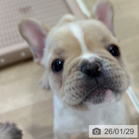 神奈川県のフレンチブルドッグ (ペットプラス ゆめが丘ソラトス店/2025年11月28日生まれ/男の子/クリームホワイト)の子犬の4枚目の画像