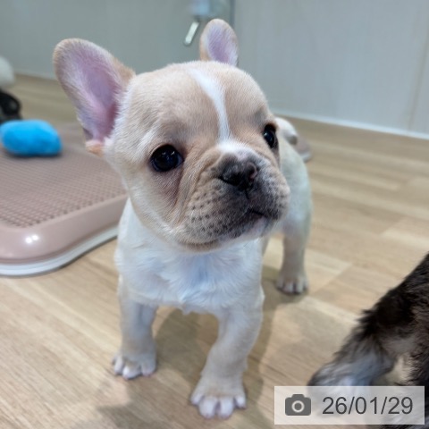 神奈川県のフレンチブルドッグ (ペットプラス ゆめが丘ソラトス店/2025年11月28日生まれ/男の子/クリームホワイト)の子犬の3枚目の画像