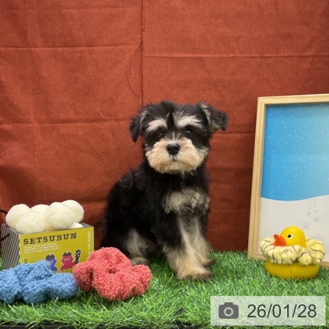 千葉県のミニチュアシュナウザー (ペットプラス コトエ流山おおたかの森店/2025年11月28日生まれ/男の子/ブラックシルバー)の子犬の4枚目の画像