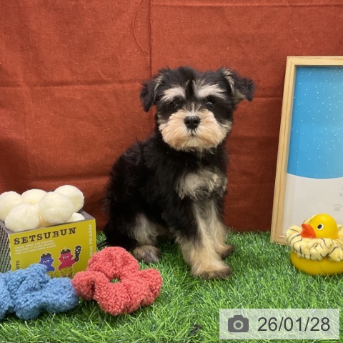 千葉県のミニチュアシュナウザー (ペットプラス コトエ流山おおたかの森店/2025年11月28日生まれ/男の子/ブラックシルバー)の子犬の3枚目の画像