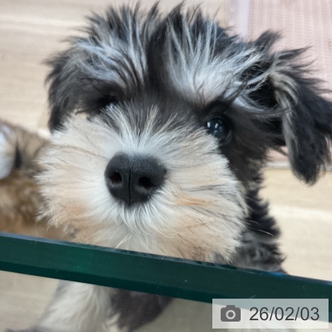 千葉県のミニチュアシュナウザー (ペットプラス コトエ流山おおたかの森店/2025年11月28日生まれ/男の子/ブラックシルバー)の子犬の3枚目の画像