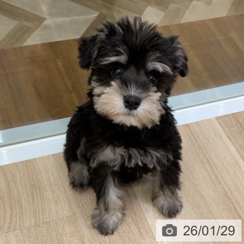 福島県のミニチュアシュナウザー (ペットプラス 福島店/2025年11月28日生まれ/男の子/ブラックシルバー)の子犬の3枚目の画像