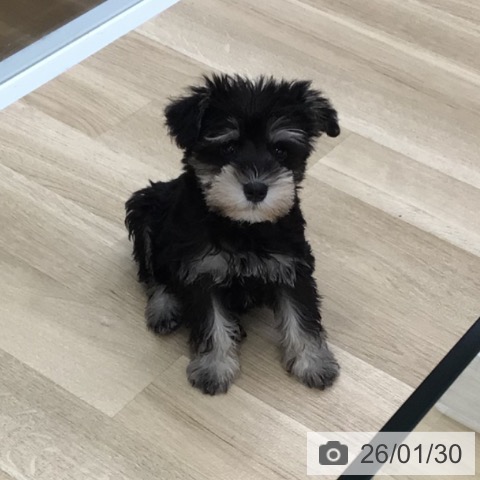 福島県のミニチュアシュナウザー (ペットプラス 福島店/2025年11月28日生まれ/男の子/ブラックシルバー)の子犬の3枚目の画像