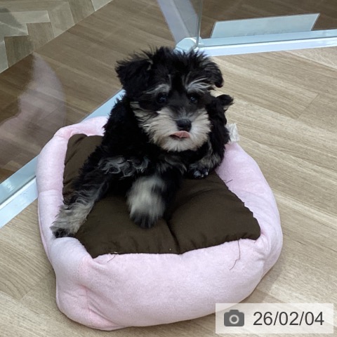 ミニチュア・シュナウザーの写真