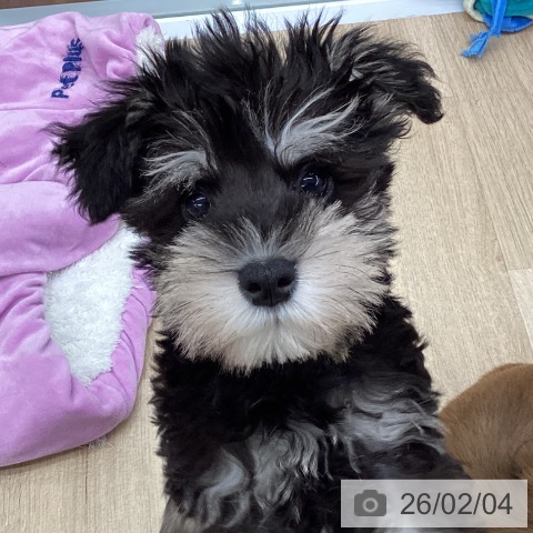 ミニチュア・シュナウザーの写真