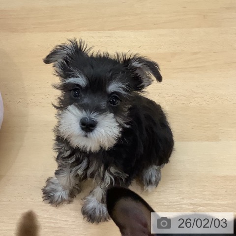 ミニチュア・シュナウザーの写真