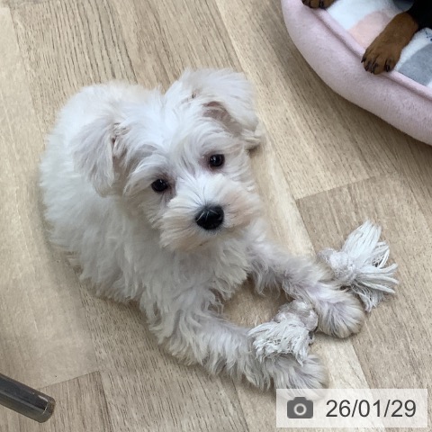 東京都のミニチュアシュナウザー (ペットプラス 日の出店/2025年11月28日生まれ/男の子/ウィートン)の子犬の3枚目の画像