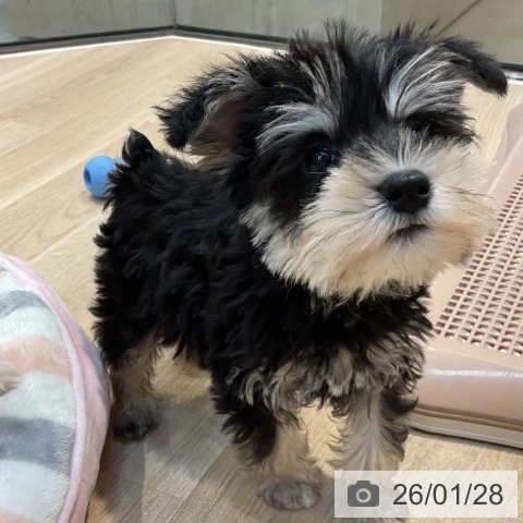 東京都のミニチュアシュナウザー (ペットプラス アクアシティお台場店/2025年11月28日生まれ/女の子/ブラックシルバー)の子犬の3枚目の画像