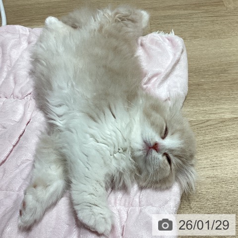 埼玉県のスコティッシュフォールド (ペットプラス ピオニウォーク東松山店/2025年11月28日生まれ/男の子/クリームタビーホワイト)の子猫の4枚目の画像