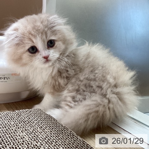埼玉県のスコティッシュフォールド (ペットプラス ピオニウォーク東松山店/2025年11月28日生まれ/男の子/クリームタビーホワイト)の子猫の3枚目の画像