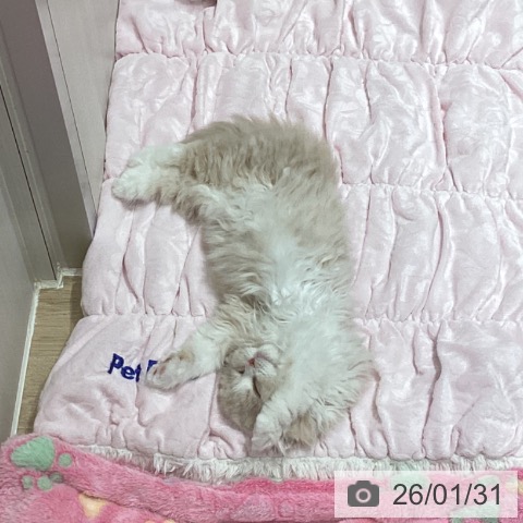 埼玉県のスコティッシュフォールド (ペットプラス ピオニウォーク東松山店/2025年11月28日生まれ/男の子/クリームタビーホワイト)の子猫の3枚目の画像