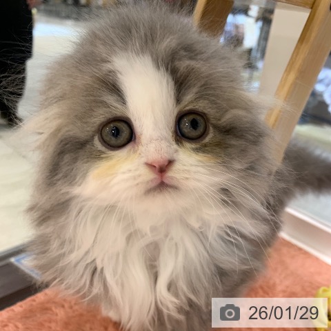 東京都のスコティッシュフォールド (ペットプラス アクアシティお台場店/2025年11月28日生まれ/男の子/ブルータビーホワイト)の子猫の4枚目の画像