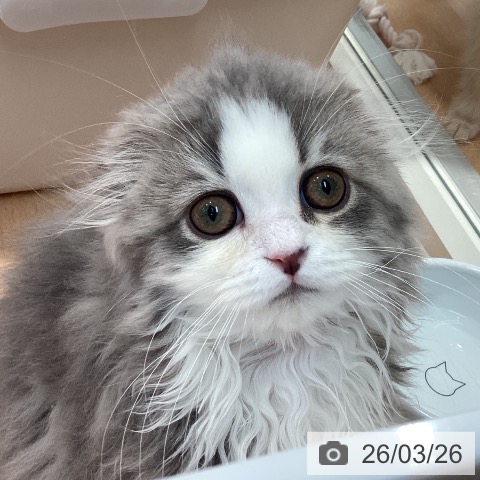 神奈川県のスコティッシュフォールド (ペットプラス 海老名店/2025年11月28日生まれ/男の子/ブルータビーホワイト)の子猫の4枚目の画像