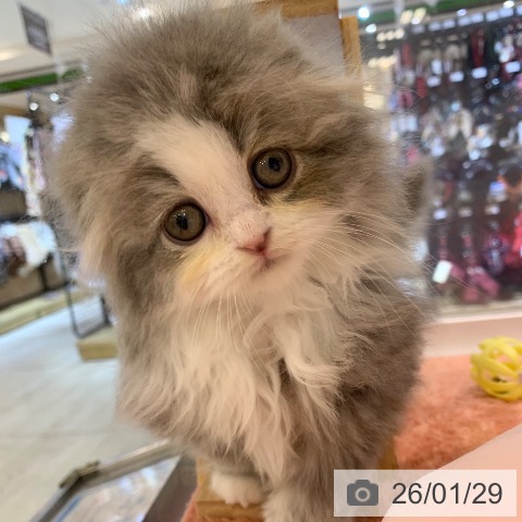 東京都のスコティッシュフォールド (ペットプラス アクアシティお台場店/2025年11月28日生まれ/男の子/ブルータビーホワイト)の子猫の3枚目の画像