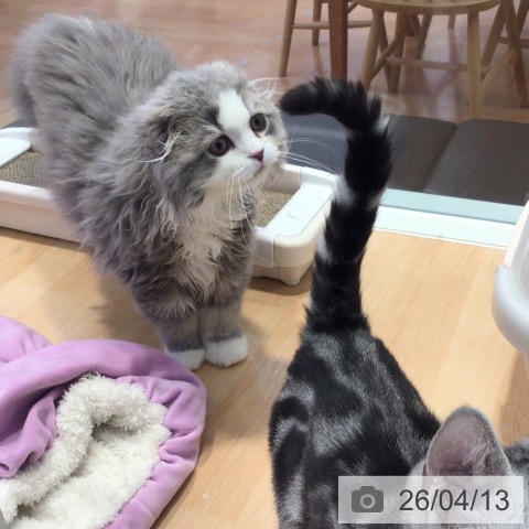 神奈川県のスコティッシュフォールド (ペットプラス 海老名店/2025年11月28日生まれ/男の子/ブルータビーホワイト)の子猫の3枚目の画像