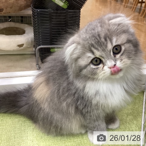 埼玉県のスコティッシュフォールド (ペットプラス 羽生店/2025年11月28日生まれ/女の子/ブルーパッチドタビーホワイト)の子猫の4枚目の画像