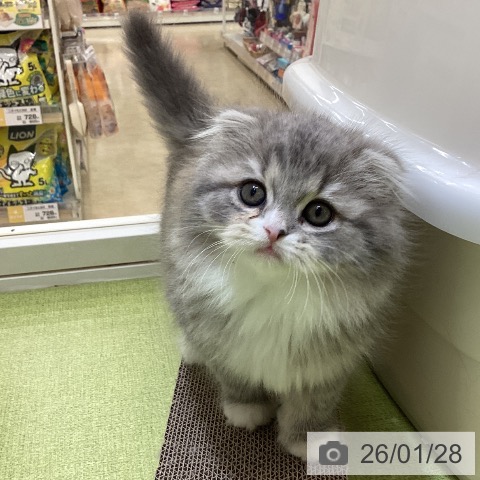 埼玉県のスコティッシュフォールド (ペットプラス 羽生店/2025年11月28日生まれ/女の子/ブルーパッチドタビーホワイト)の子猫の3枚目の画像