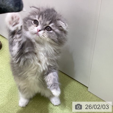 スコティッシュフォールドの写真