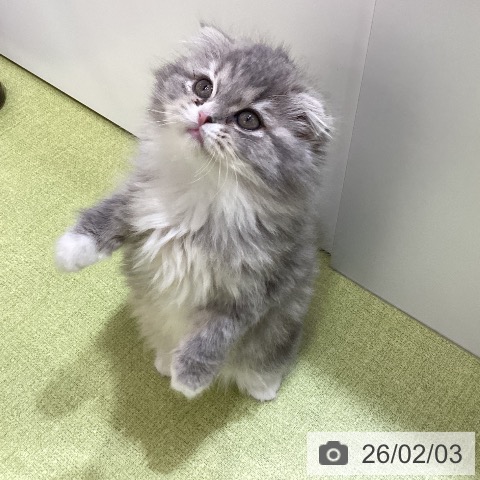 埼玉県のスコティッシュフォールド (ペットプラス 羽生店/2025年11月28日生まれ/女の子/ブルーパッチドタビーホワイト)の子猫の4枚目の画像