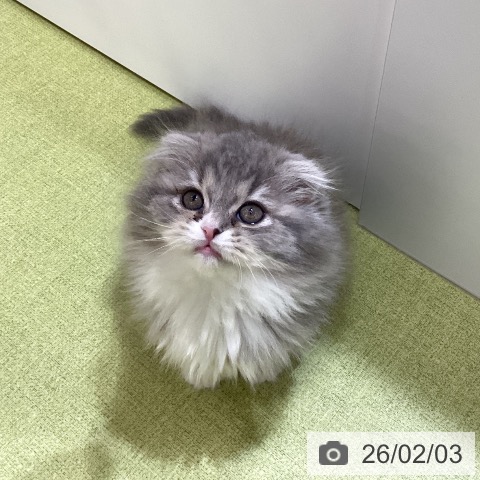 埼玉県のスコティッシュフォールド (ペットプラス 羽生店/2025年11月28日生まれ/女の子/ブルーパッチドタビーホワイト)の子猫の3枚目の画像